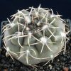 Gymnocalycium_albiareolatum